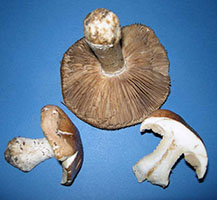 Hebeloma sinapizans .